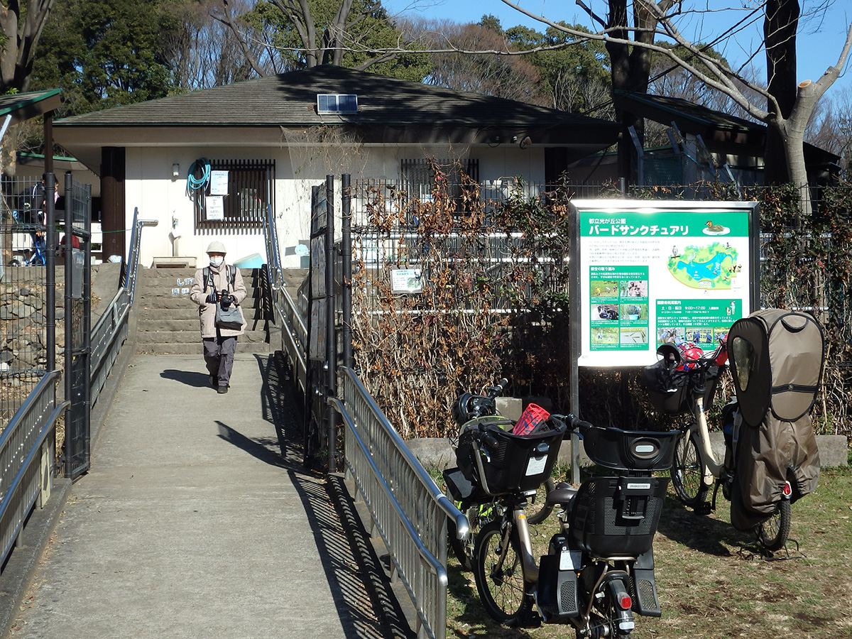 1 31 日 光が丘公園 はじめてのキセキレイ バード ディレッタント