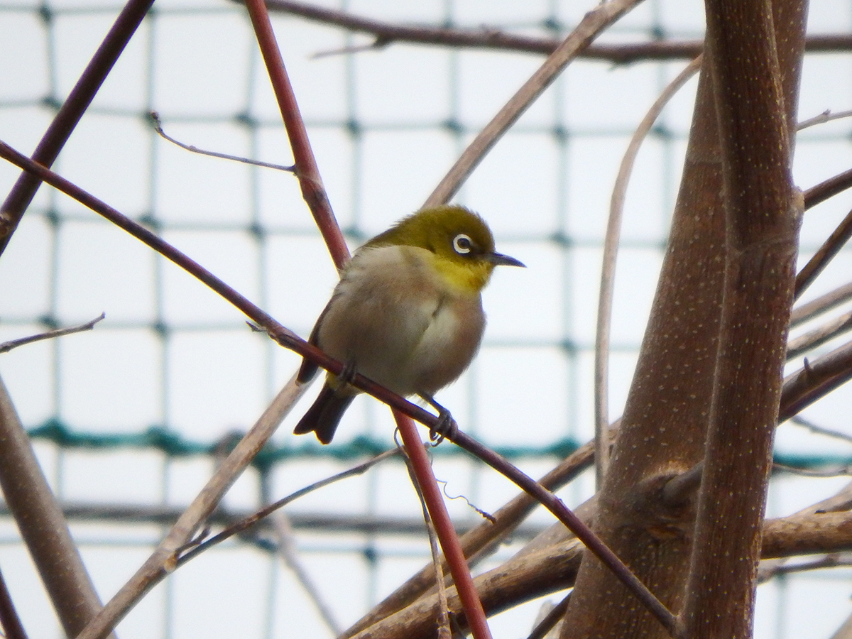 f:id:cosinon:20210209085230j:plain