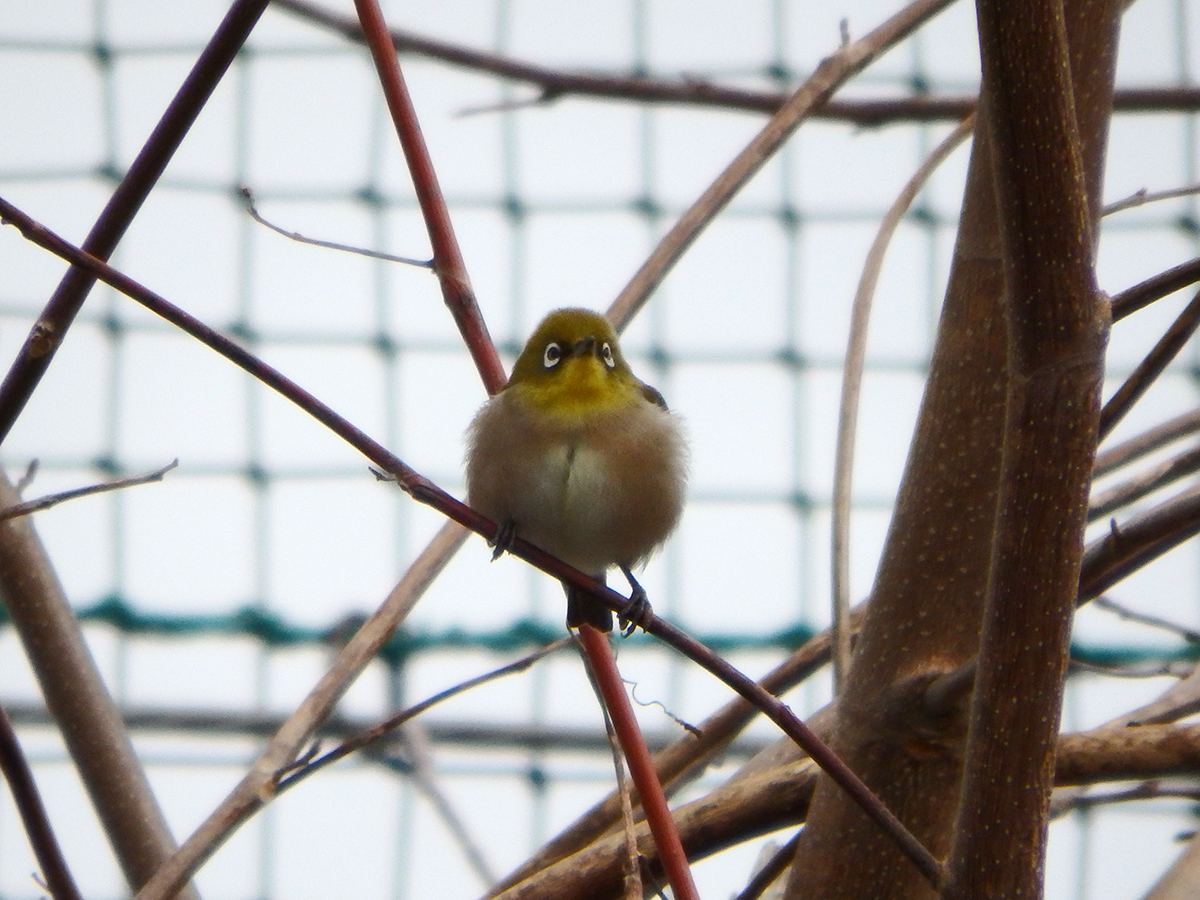 f:id:cosinon:20210209085234j:plain