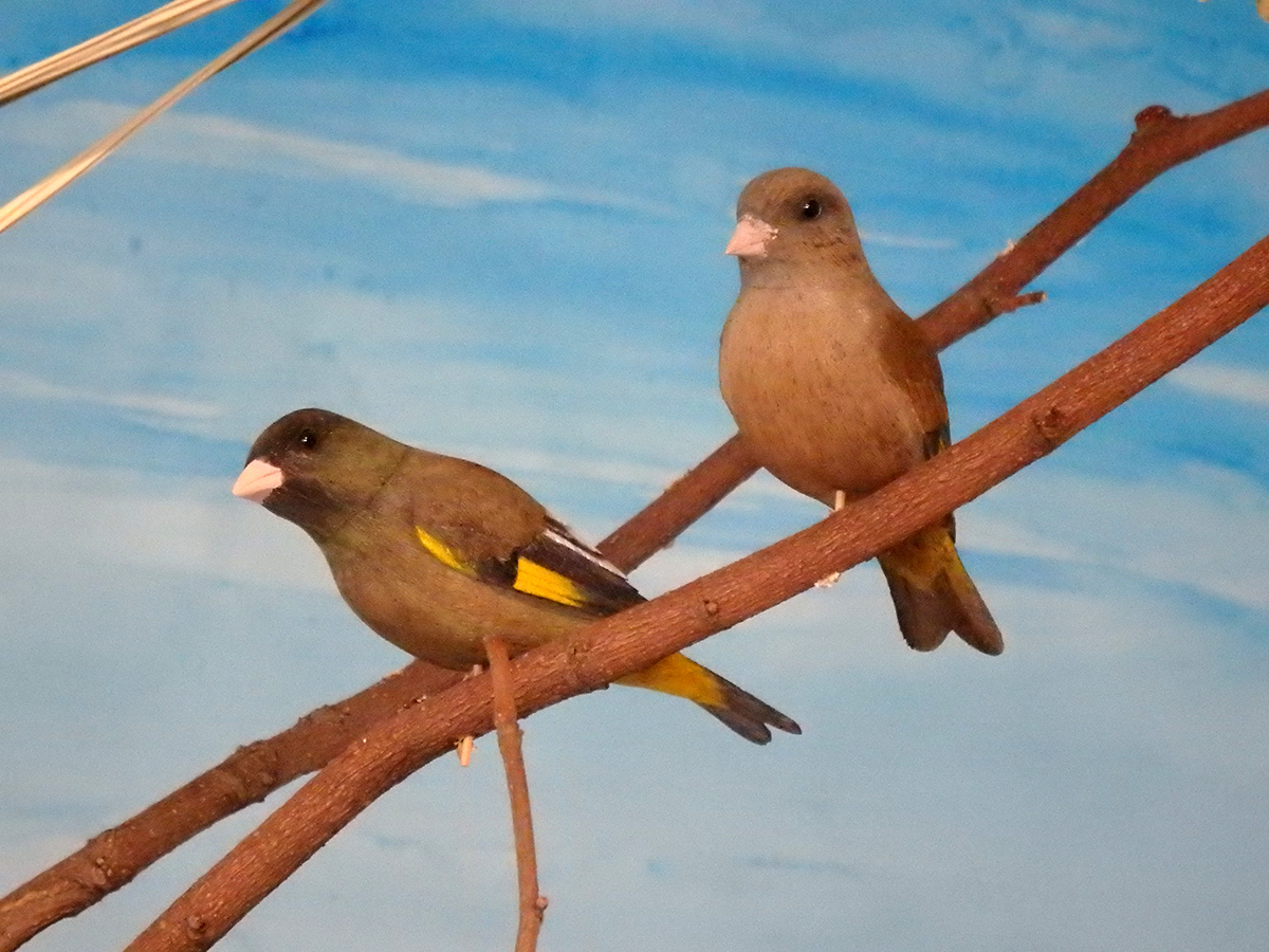 バードカービング アトリ 彫刻・オブジェ