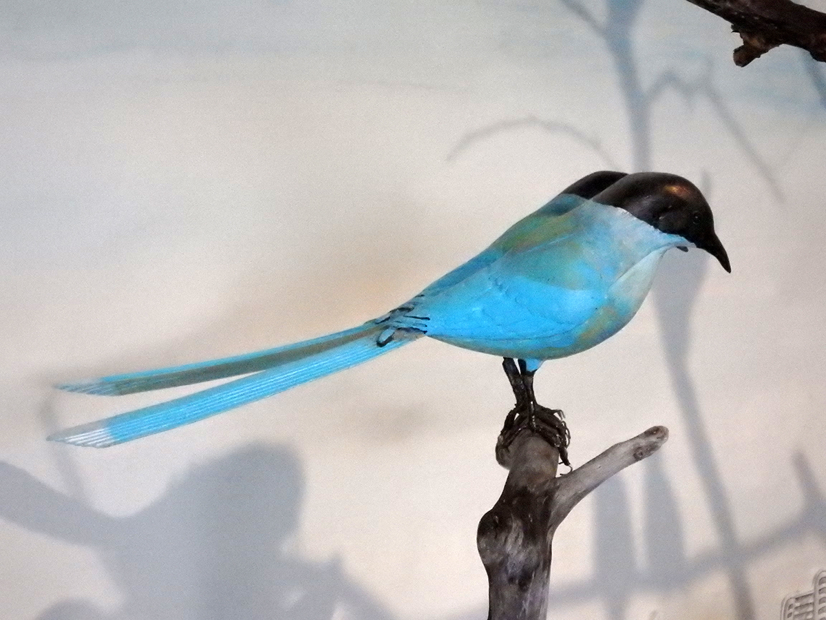 オナガ バードカービング 【公式通販】