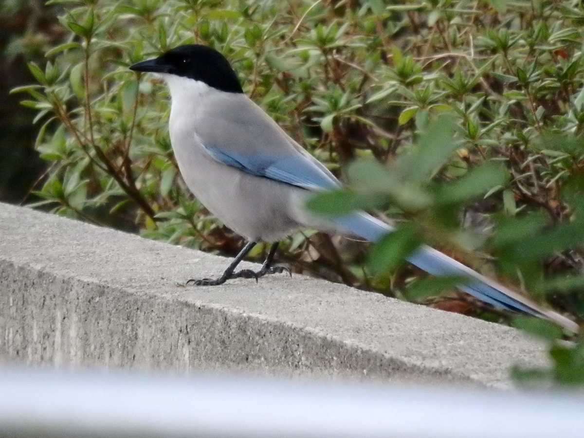 f:id:cosinon:20210221212102j:plain