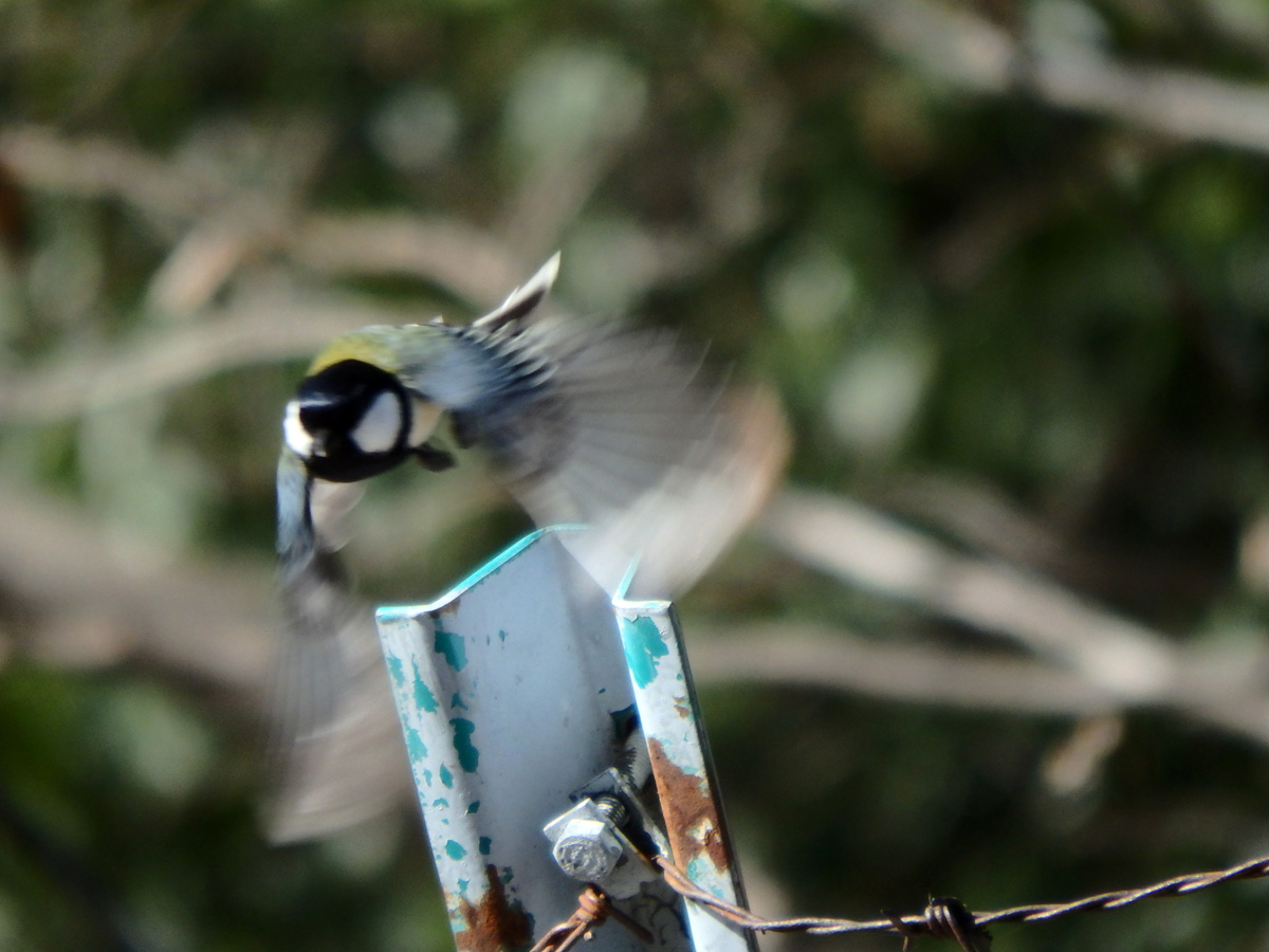 f:id:cosinon:20210223205522j:plain