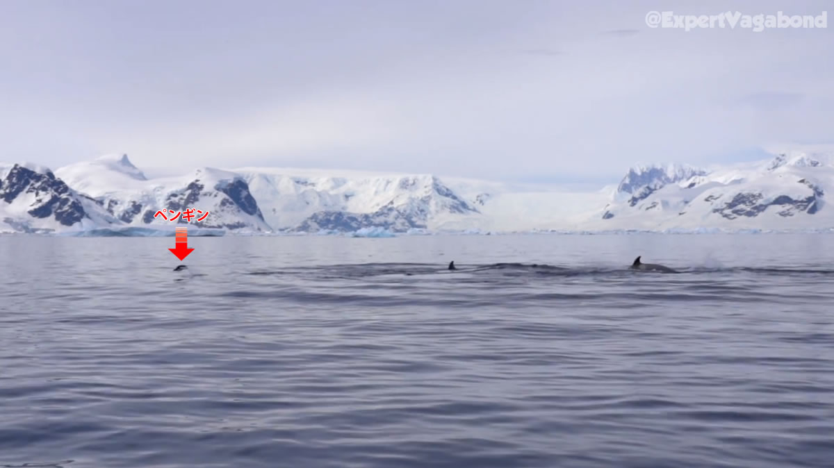 シャチからの逃走 ボートに飛び乗るペンギン バード ディレッタント