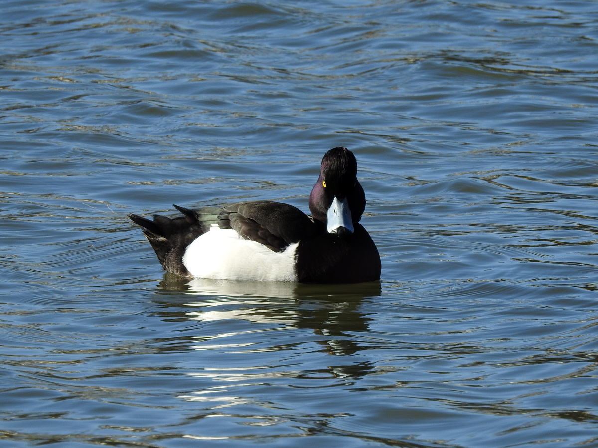f:id:cosinon:20210314201552j:plain