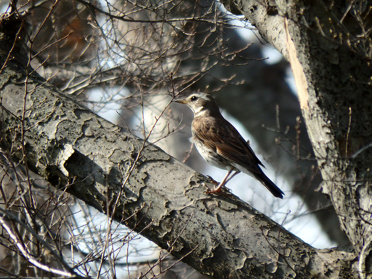 4 3 土 通勤途中のツグミとオナガ バード ディレッタント