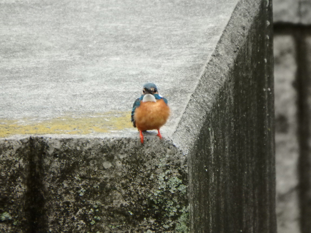 f:id:cosinon:20210405161937j:plain