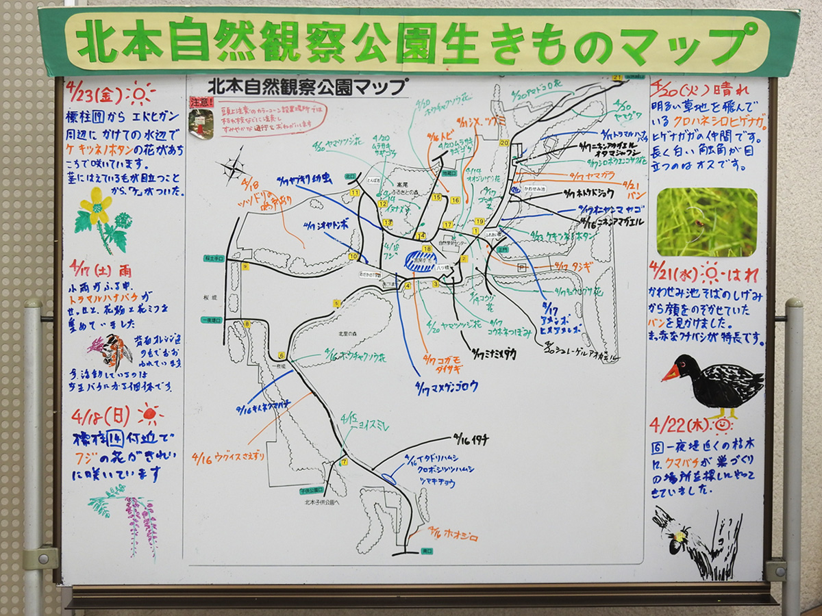 f:id:cosinon:20210426051824j:plain