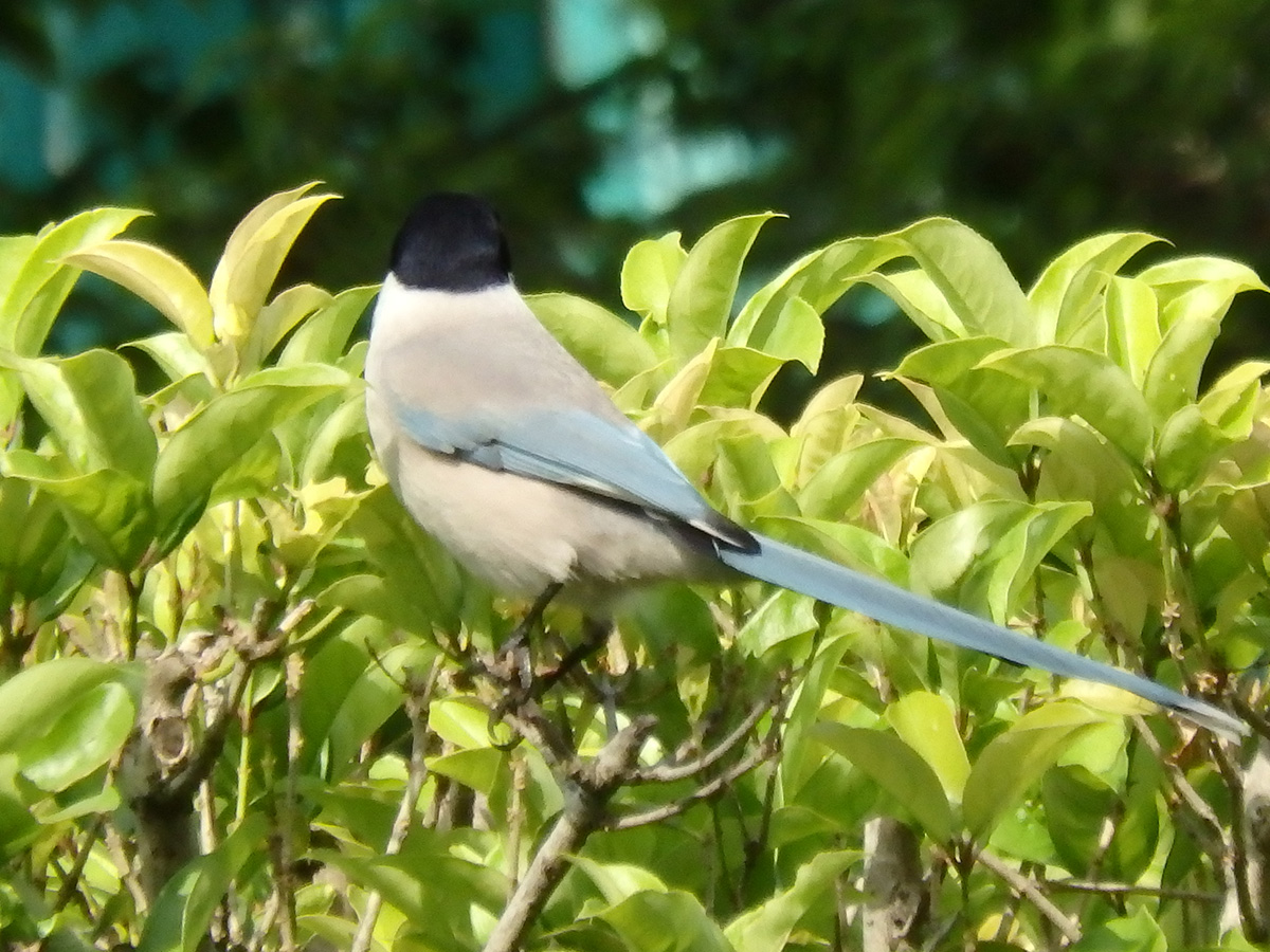 f:id:cosinon:20210428130619j:plain