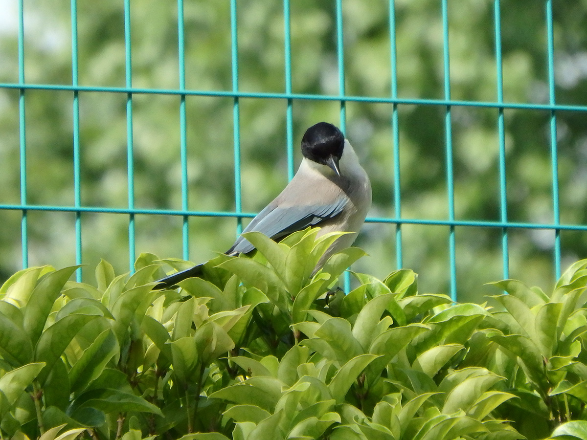 f:id:cosinon:20210428130634j:plain