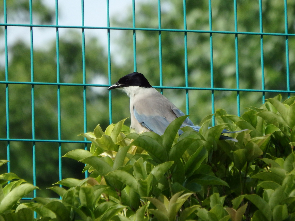 f:id:cosinon:20210428130650j:plain
