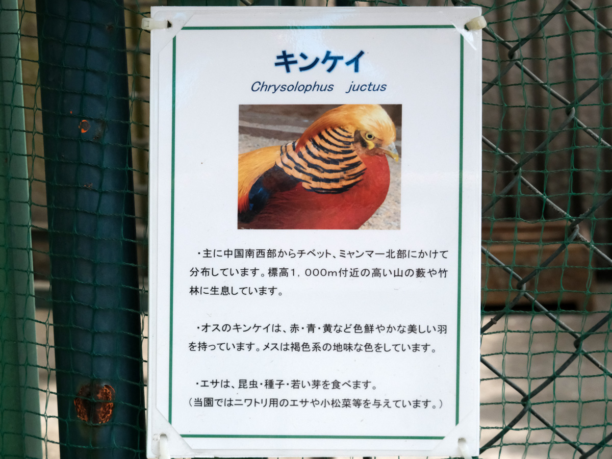 f:id:cosinon:20210506063832j:plain