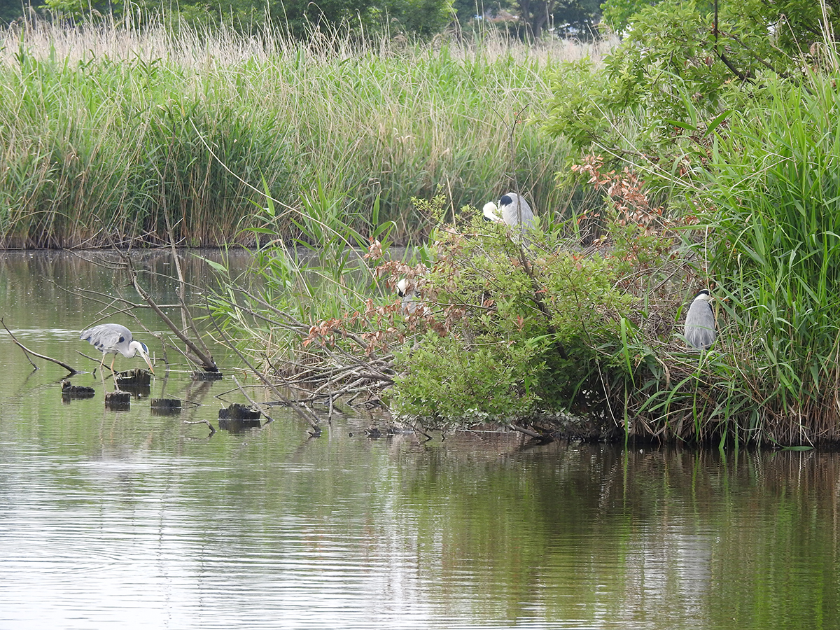 f:id:cosinon:20210531131113j:plain