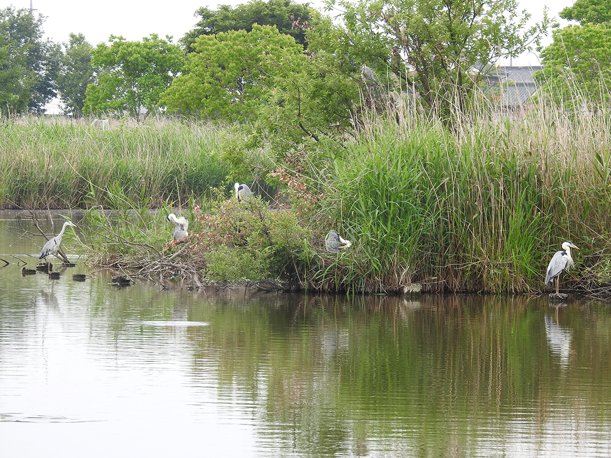 f:id:cosinon:20210531131119j:plain