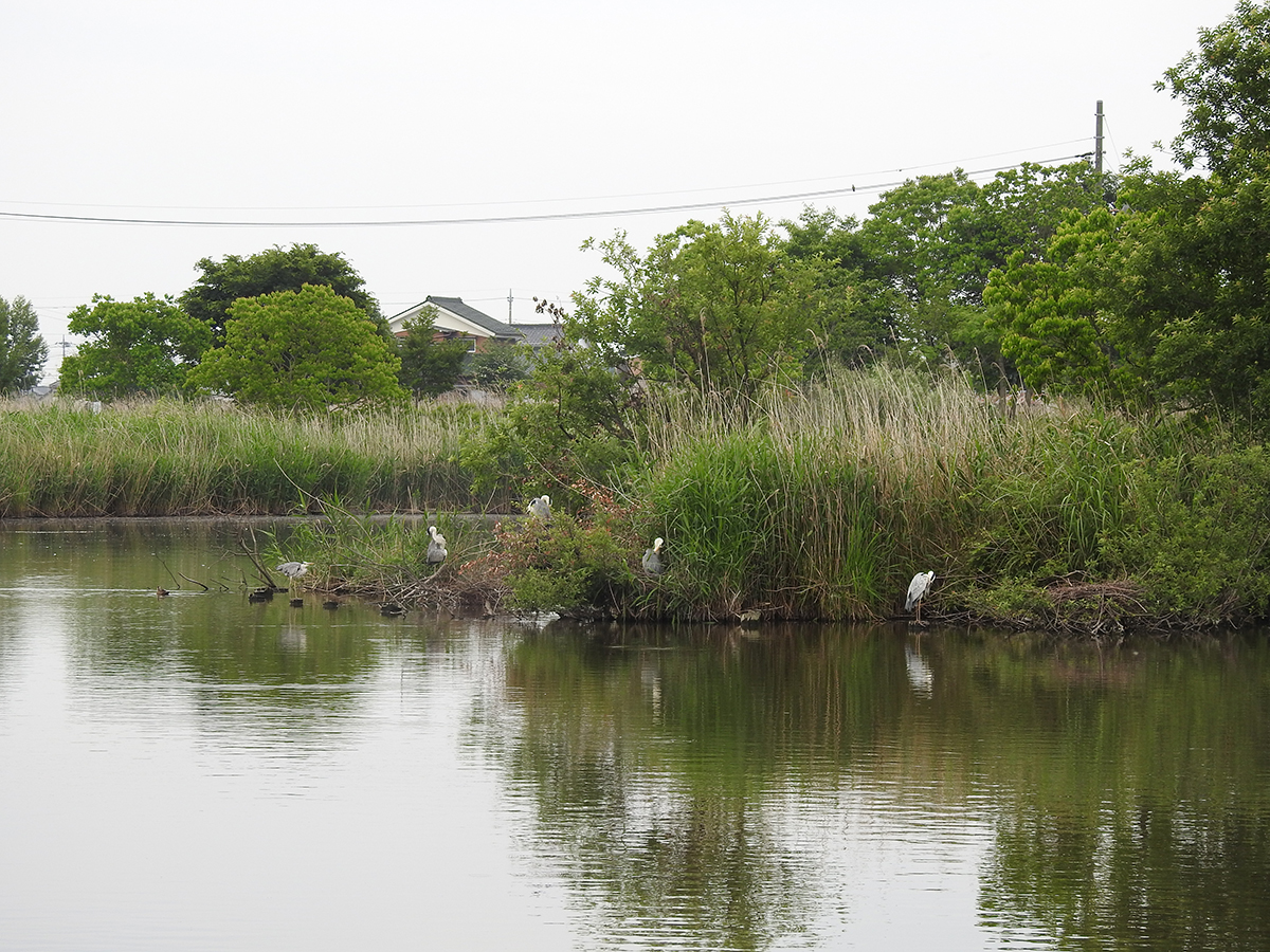 f:id:cosinon:20210531131123j:plain