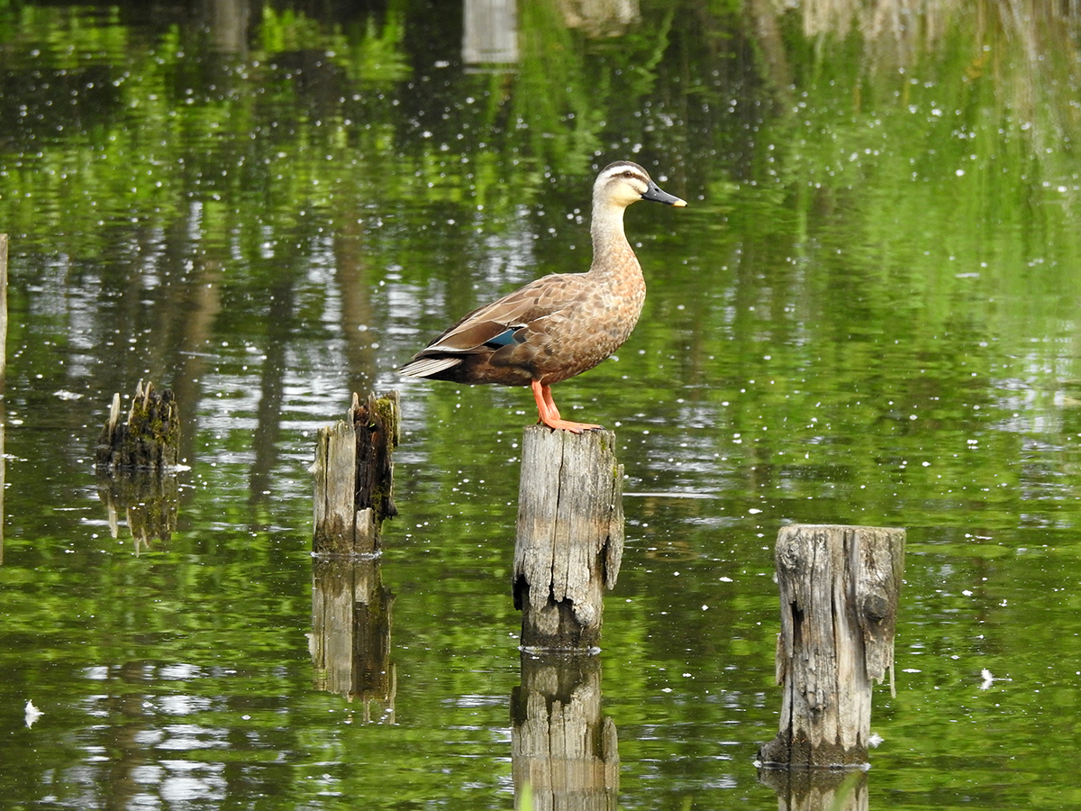 f:id:cosinon:20210531131128j:plain