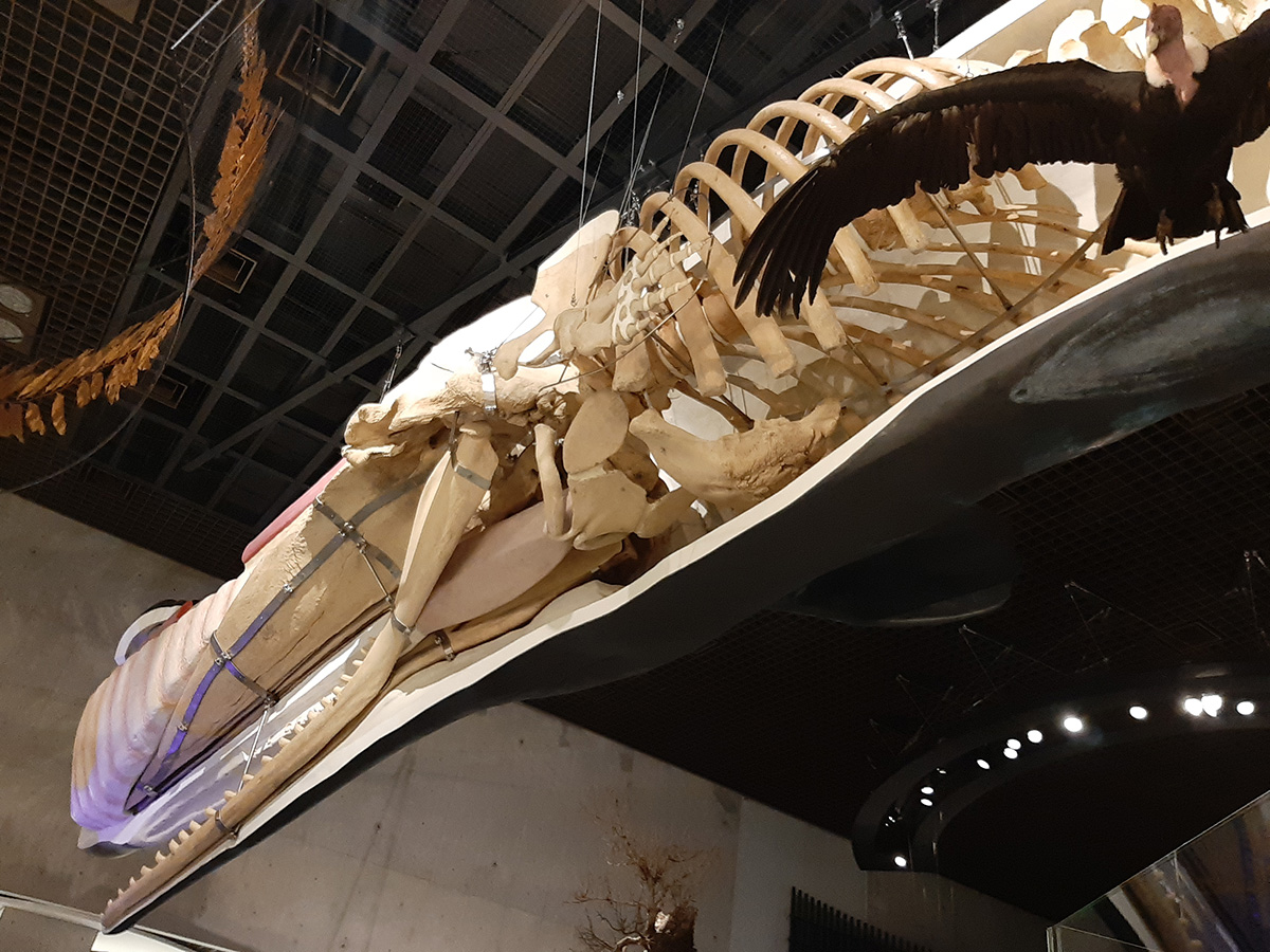 f:id:cosinon:20210927162805j:plain