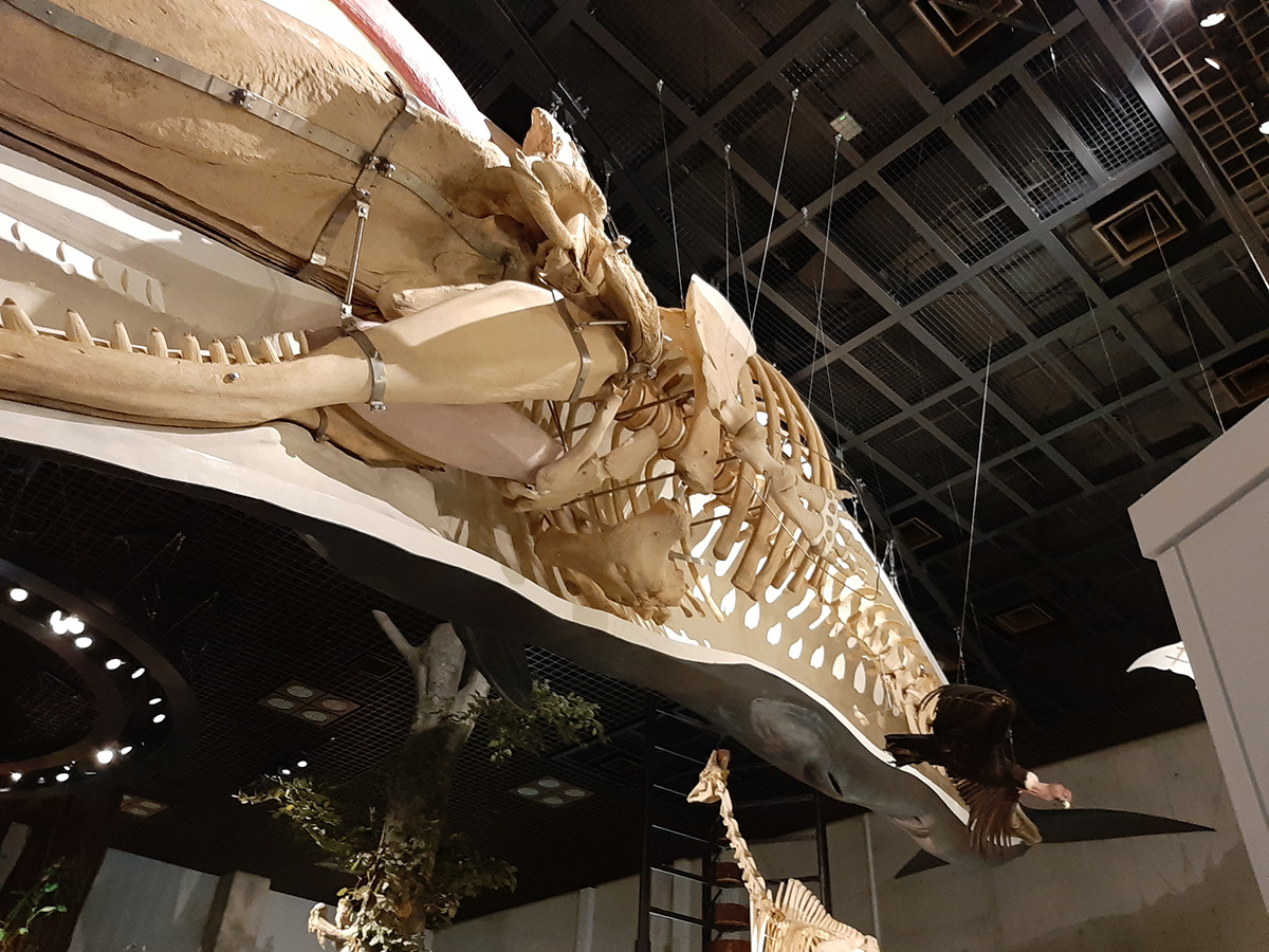 f:id:cosinon:20210927162812j:plain