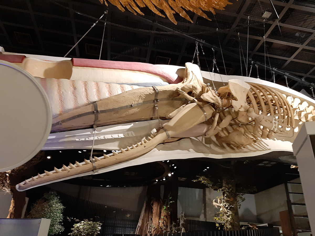 f:id:cosinon:20210927162816j:plain