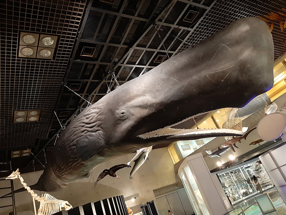 f:id:cosinon:20210927162823j:plain