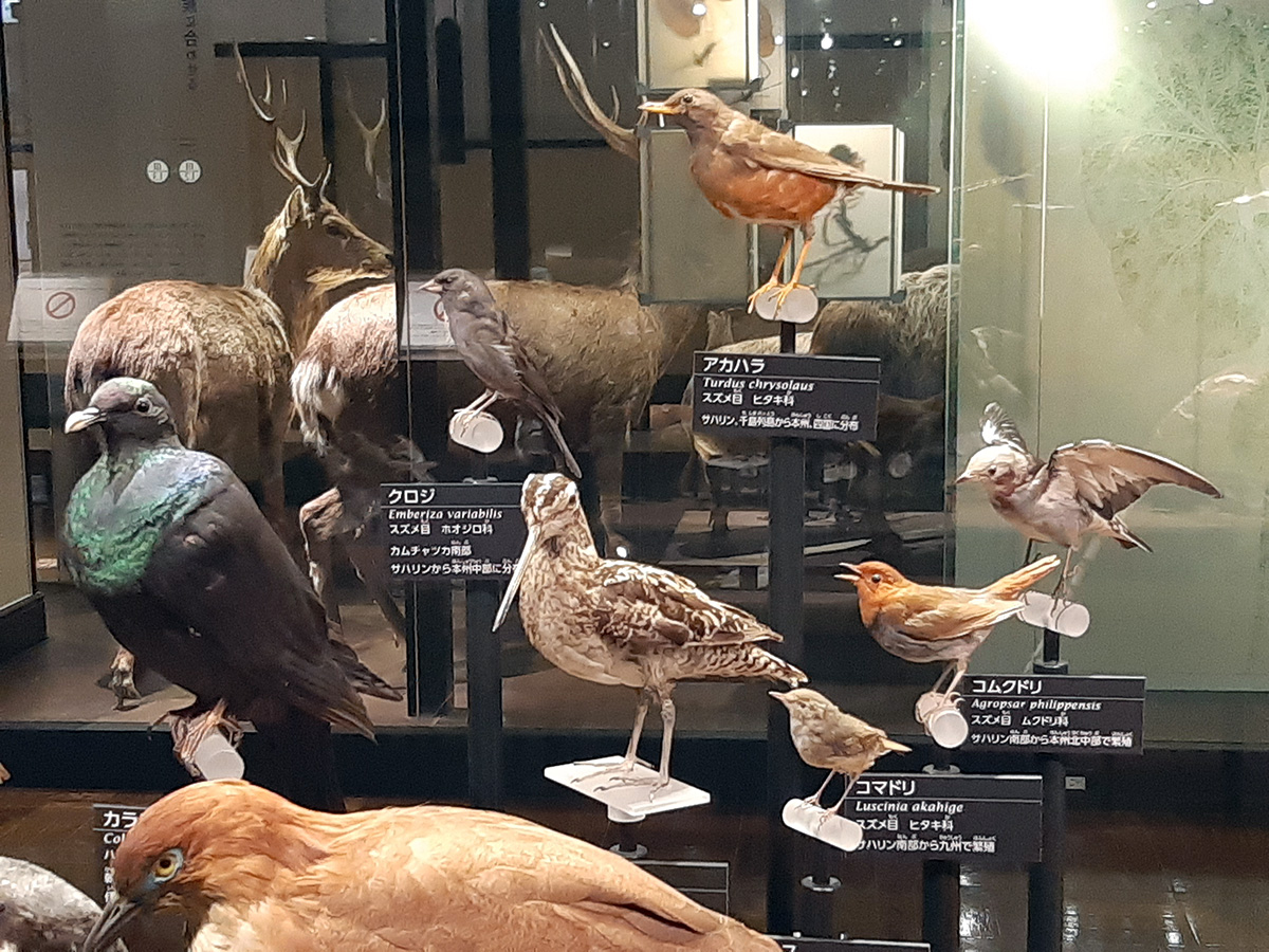 f:id:cosinon:20210927162905j:plain