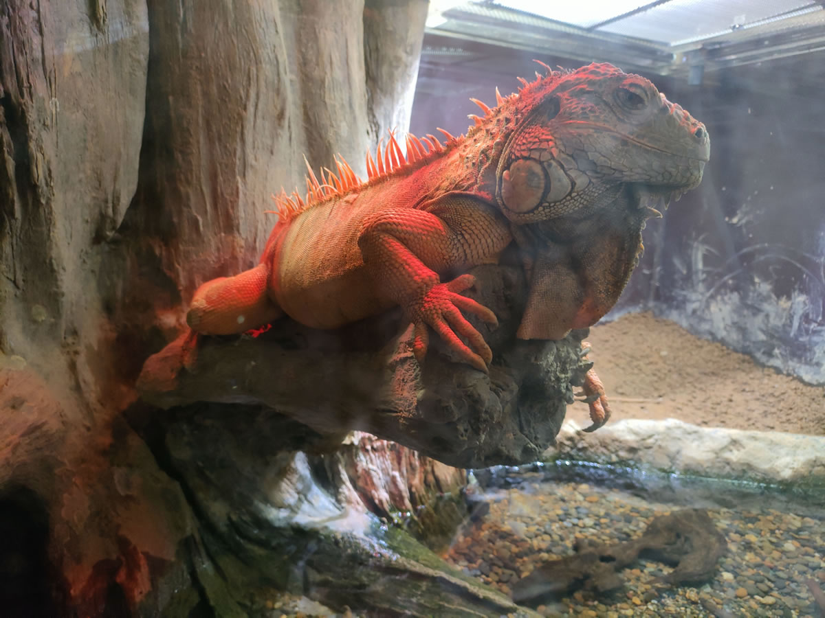 f:id:cosinon:20211217174506j:plain