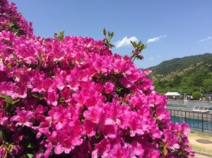 蹴上浄水場の一般公開で つつじ の花を見る 京都 蹴上 けあげ 京都 旅とグルメを楽しむブログ