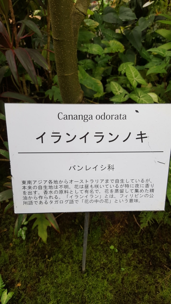 ナチュネーレ オイルリッチジェルクリーム50g 花の中の花 Ylang という意味を持つイランイランは イランイラン