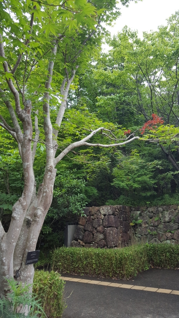 牧野植物園　オオモミジ