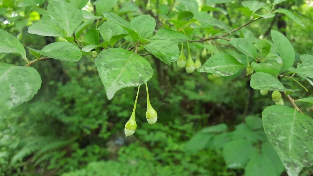 牧野植物園