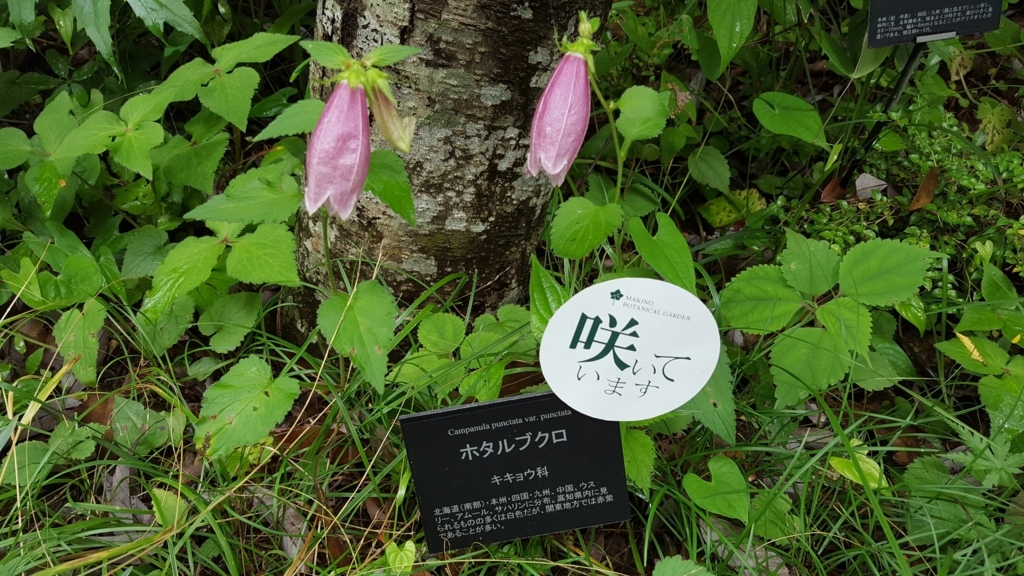 牧野植物園　ホタルブクロ