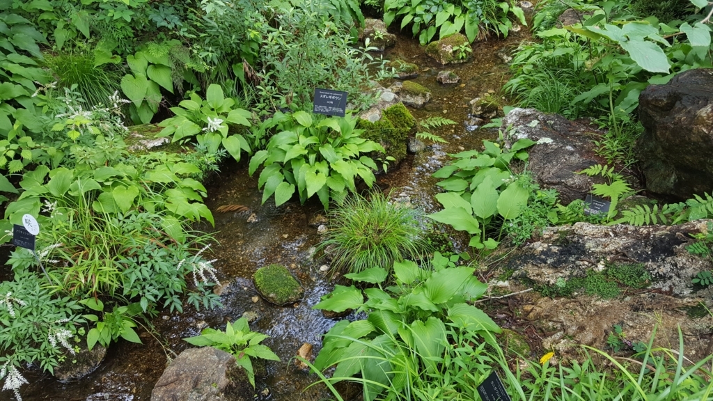 牧野植物園　小川