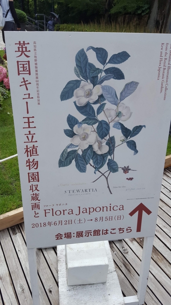 英国キュー王立植物園収蔵画とFlora Japonica