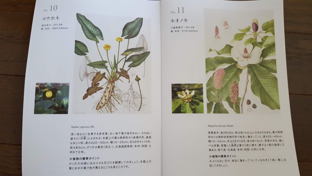 英国キュー王立植物園収蔵画とFlora Japonica