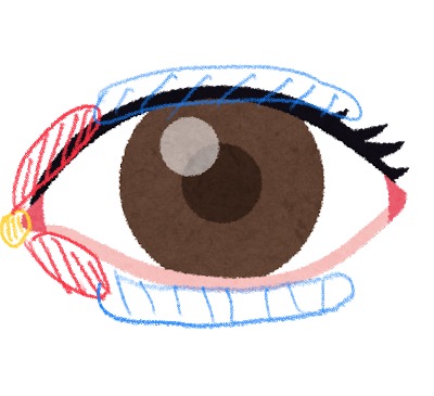 f:id:cosmeticlike:20210923232309j:plain