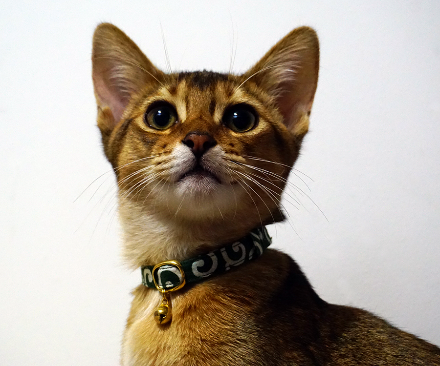 猫の首に鈴を 唐草模様の首輪をつけました アビシニアン クウといっしょ