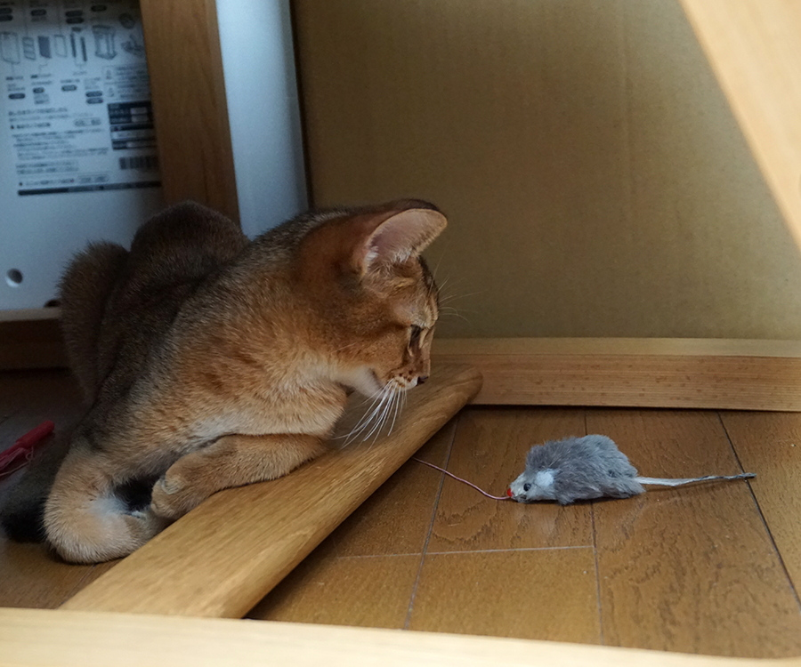 猫の首に鈴を 唐草模様の首輪をつけました アビシニアン クウといっしょ