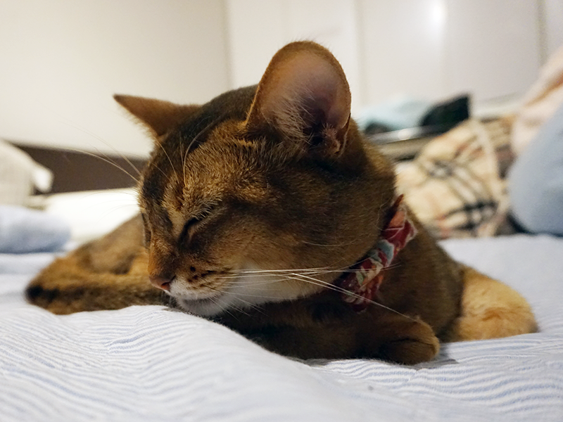 猫のクウ、バリウム検査をする - アビシニアン☆クウといっしょ