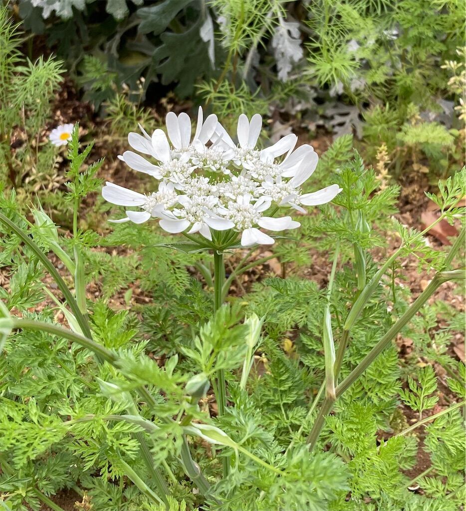 オルレアは「神花」です(^^♪ - こすもす ちるどれん