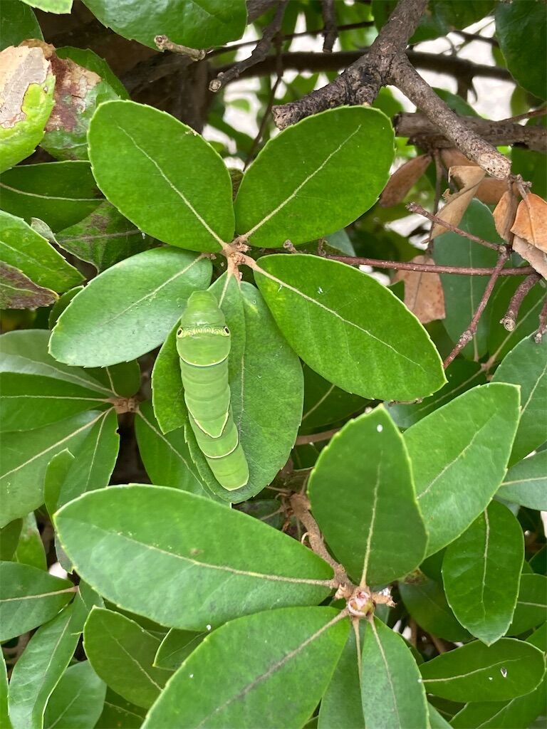 柚子の木の葉がなくなってる！！！ - こすもす ちるどれん