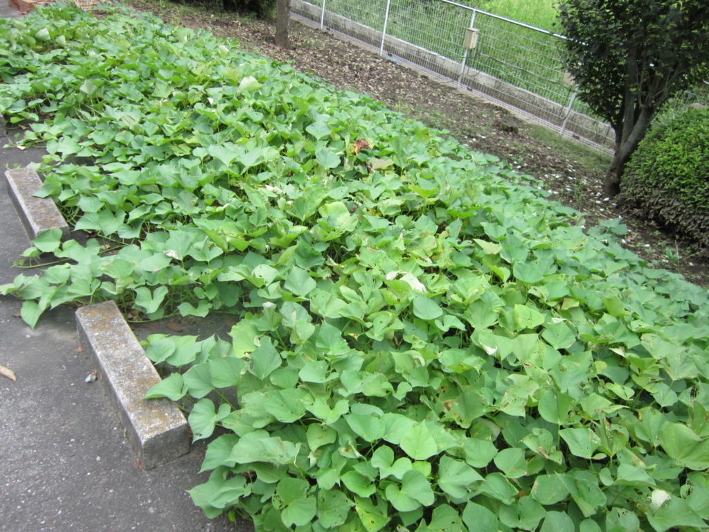 f:id:cosmos_house:20160913102039j:plain f:id:cosmos_house:20160913102039j:plain