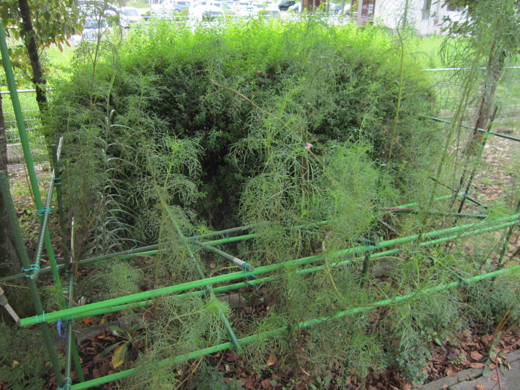 f:id:cosmos_house:20160914135551j:plain f:id:cosmos_house:20160914135551j:plain