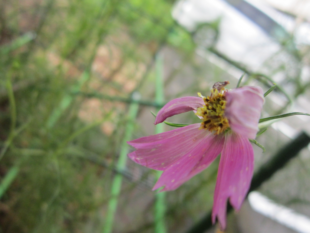 f:id:cosmos_house:20160914135553j:plain f:id:cosmos_house:20160914135553j:plain
