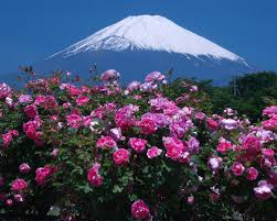 f:id:cosmosangel777:20180512014638j:plain f:id:cosmosangel777:20180512014638j:plain