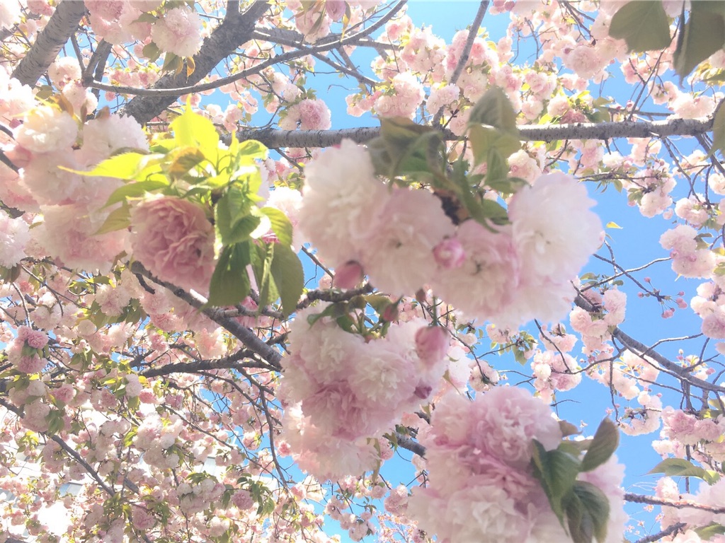 f:id:cosmoshitomi:20190414082759j:image f:id:cosmoshitomi:20190414082759j:image