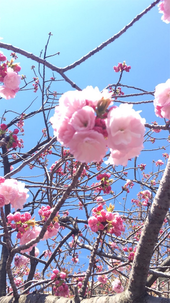 f:id:cosmoshitomi:20190414082804j:image f:id:cosmoshitomi:20190414082804j:image