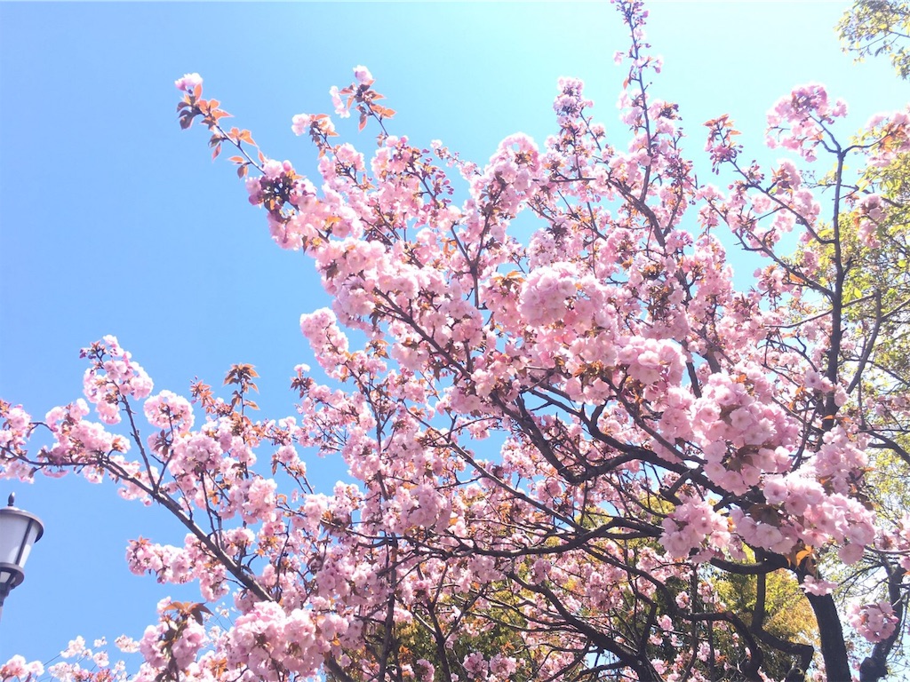 f:id:cosmoshitomi:20190414082807j:image f:id:cosmoshitomi:20190414082807j:image