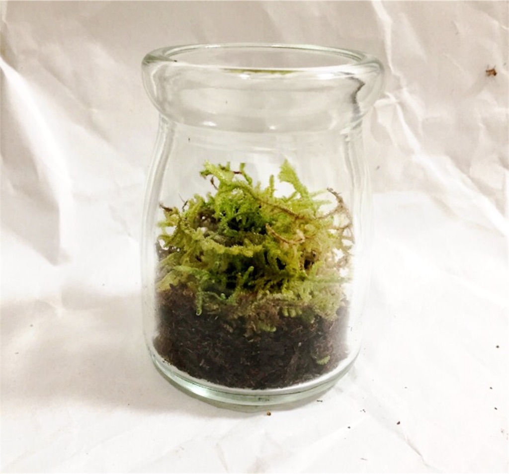 苔テラリウムに挑戦 １００均でできるコケリウムの作り方 女医はつらいよ