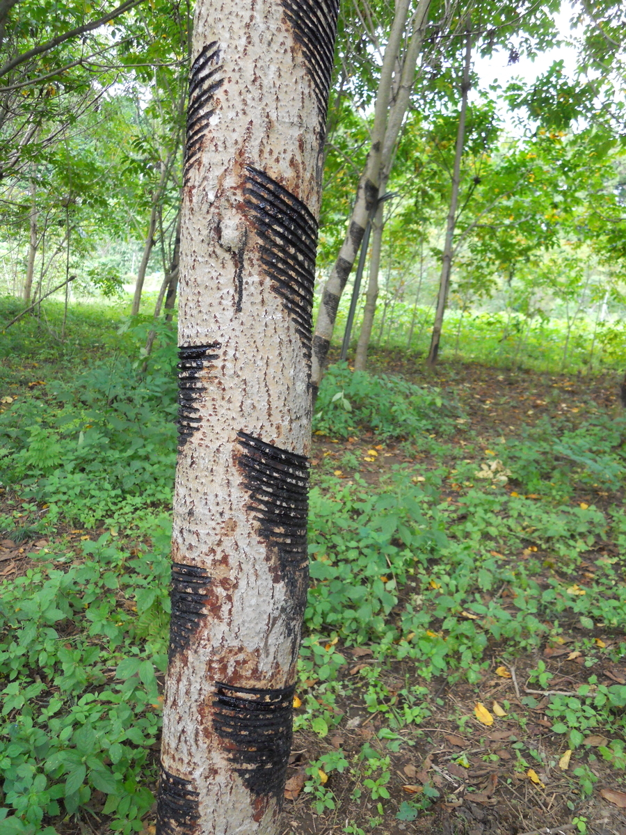 漆（うるし）の話 - 器とたべもの