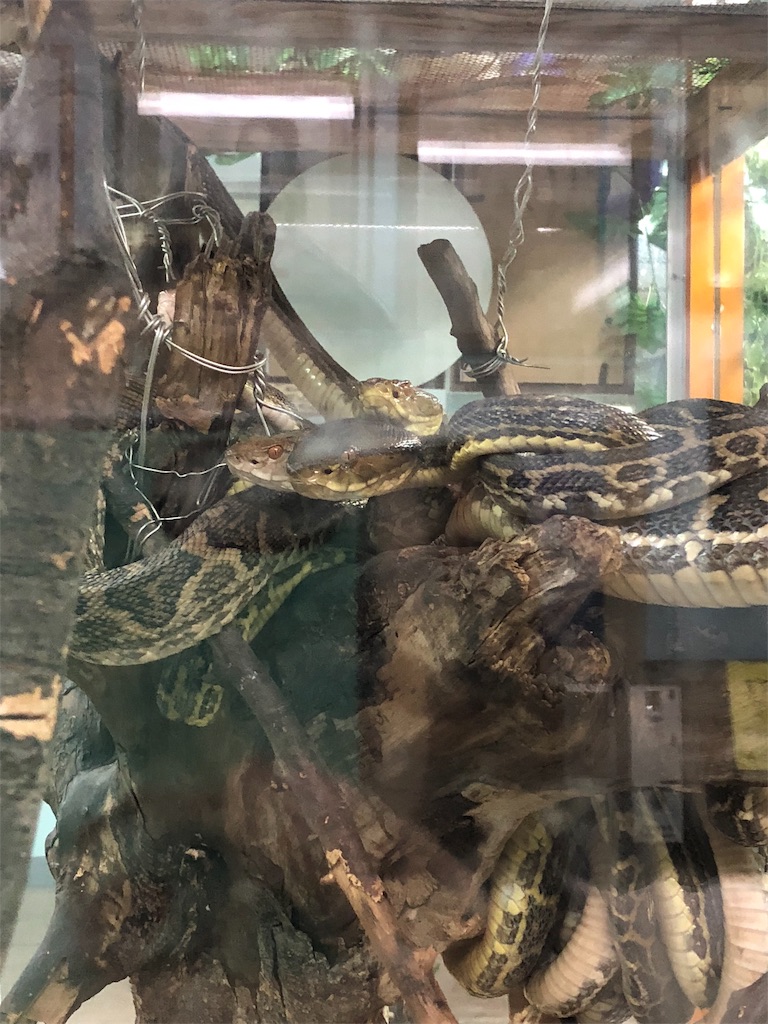 f:id:cotey:20190831182634j:image